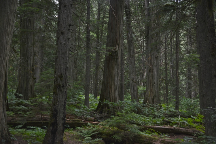 giant cedar grove